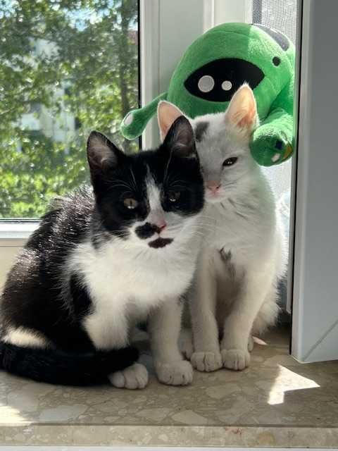 Hakuna Matata, czyli Timon i Pumba mogą zamieszkać w Twoim domu