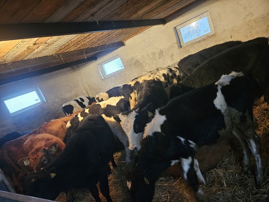 Cielęta odsadki sprzedam