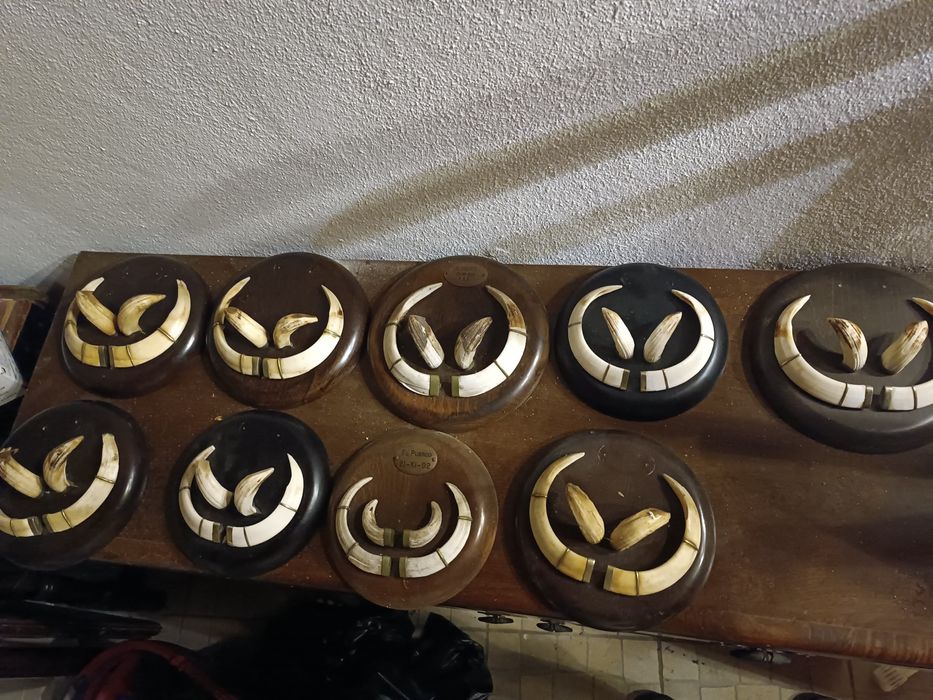 Dentes javali colmillos