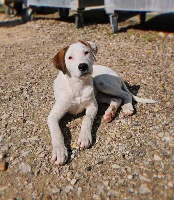 Adoráveis cachorrinhos Bianko e Rozi procuram uma família