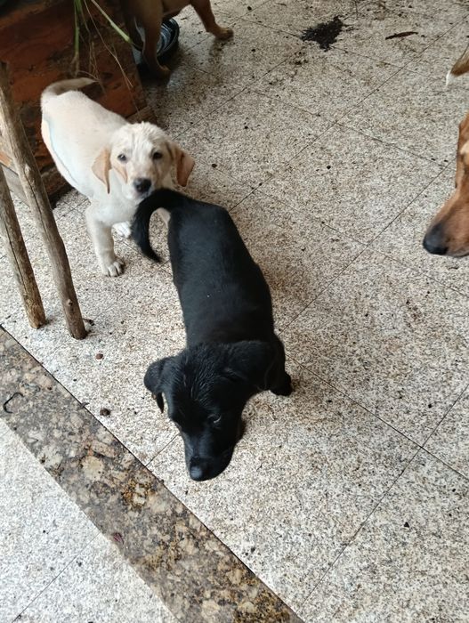 Dou lavrador preto pai puro, mãe traçada de pastor alemão com lavrador