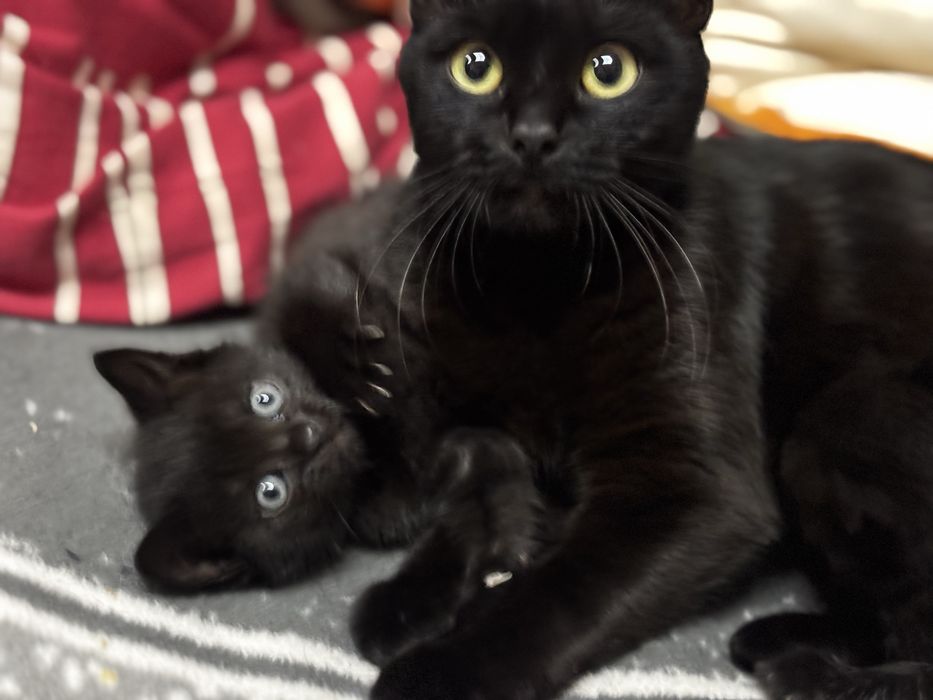 Кошенята у добрі руки