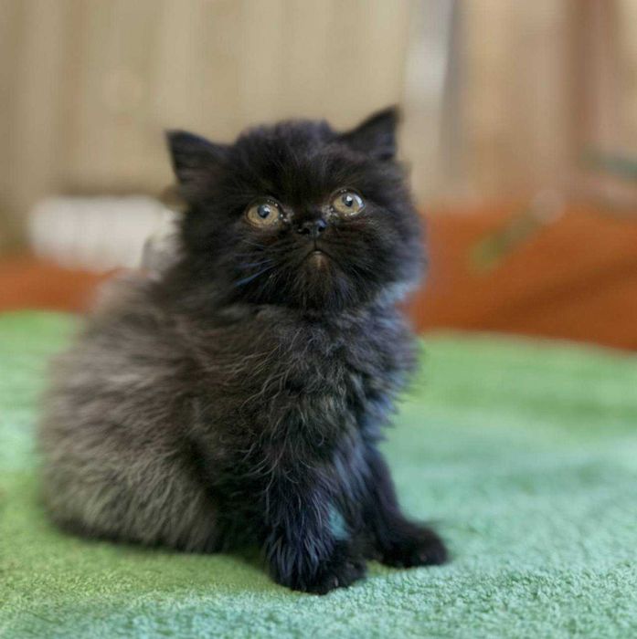 Персидские котята