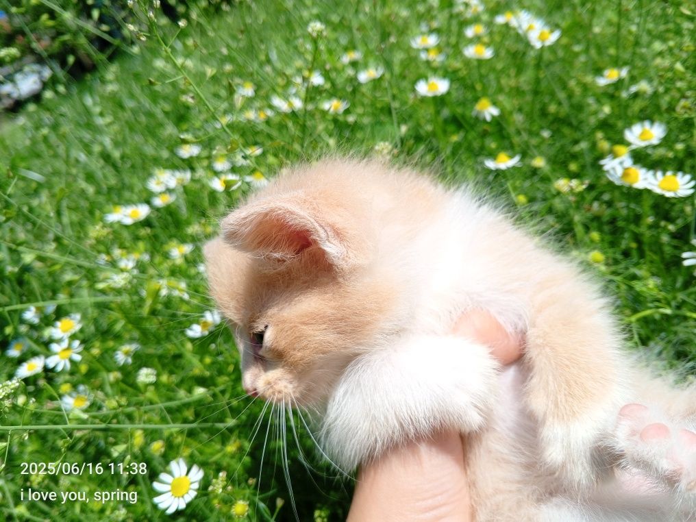 Віддам котенятка