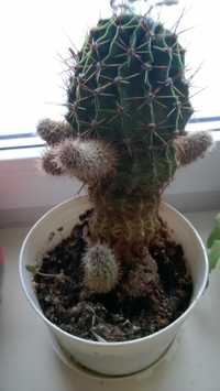 Kaktus w doniczce 19 cm wysoki
