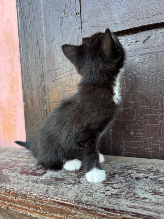 Кошеня, дівчинка, 1,5 місяців, віддамо в добрі руки