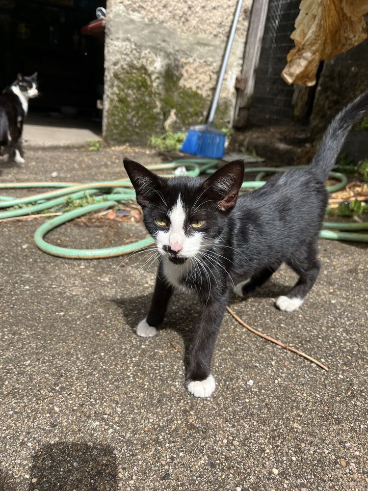 Gatinho macho adoção