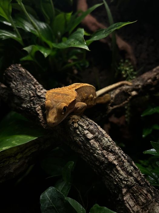 Gekon orzęsiony, samica.