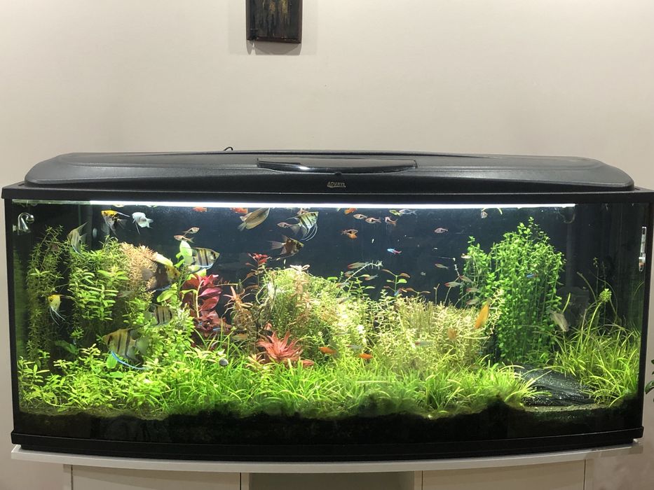 Akwarium panoramiczne 150x60x60 - 450 l z pełnym wyposażeniem i życie