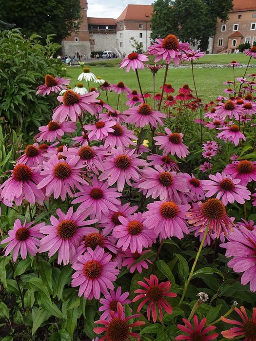 Єхінацея - лікарська красива рослина, квіти