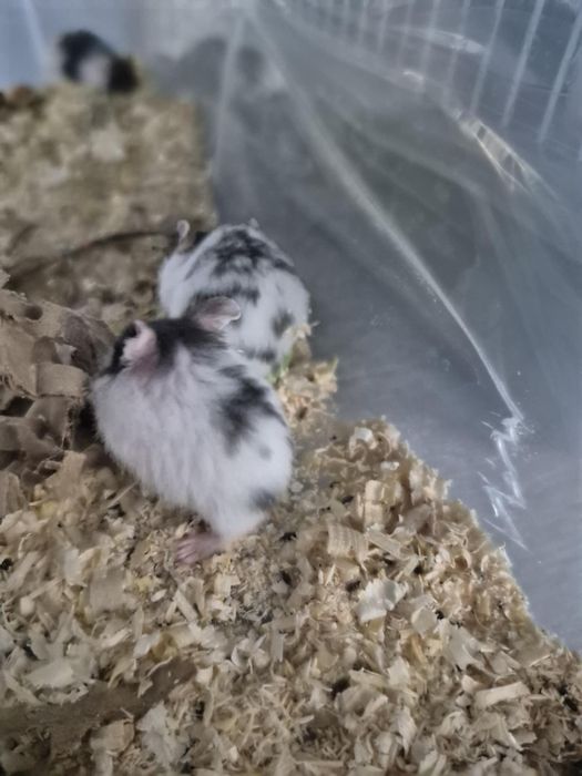 Chomiki 4-ro tygodniowe