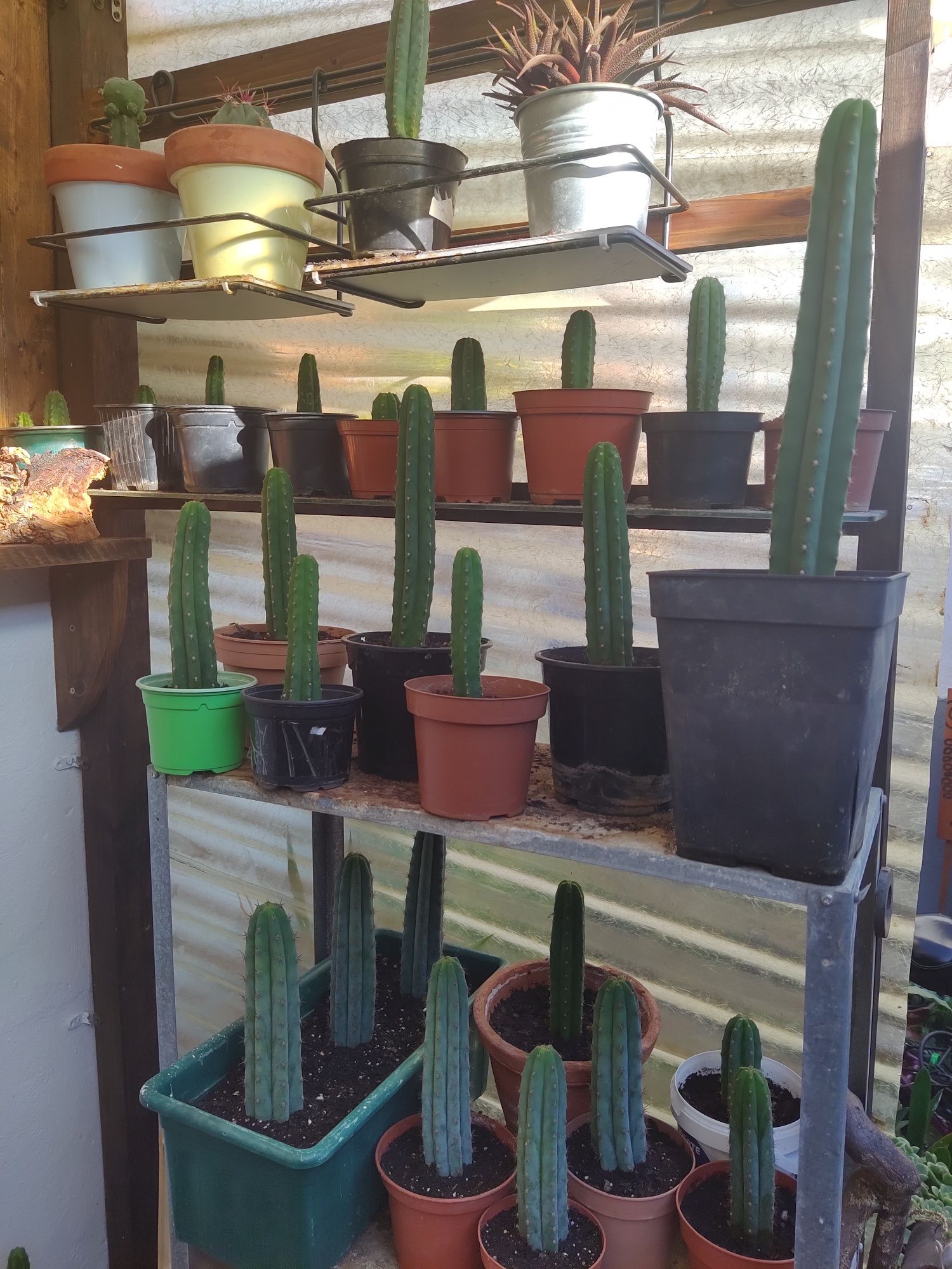 Cactos San Pedro (Echinopsis Pachanoi)