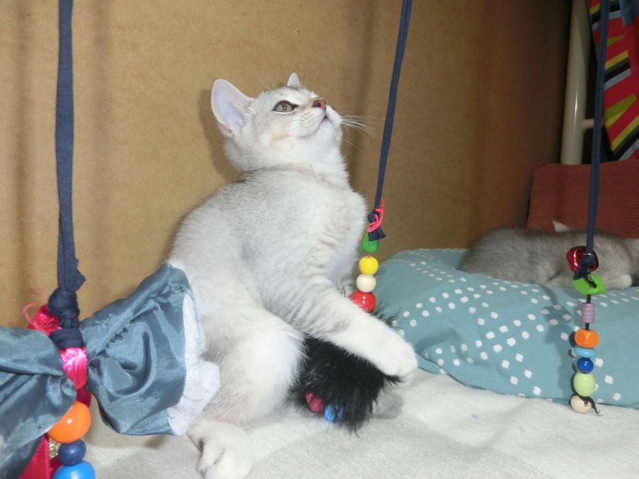 Шотландська срібна шиншила дівчинка