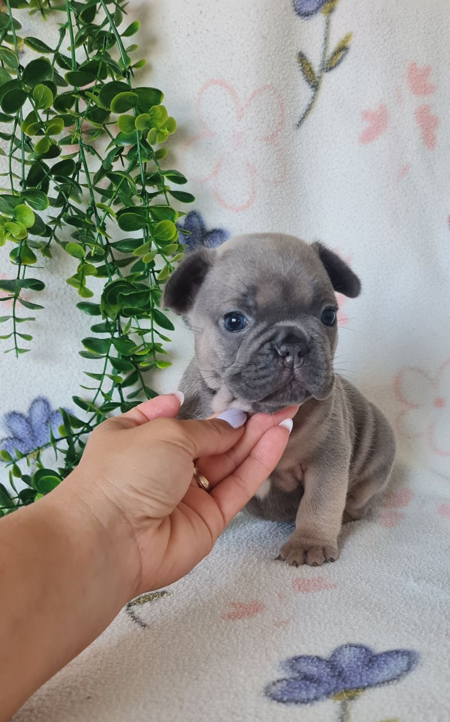 Estupenda menina Bulldog/Bouledogue Francês blue tan. Qualidade