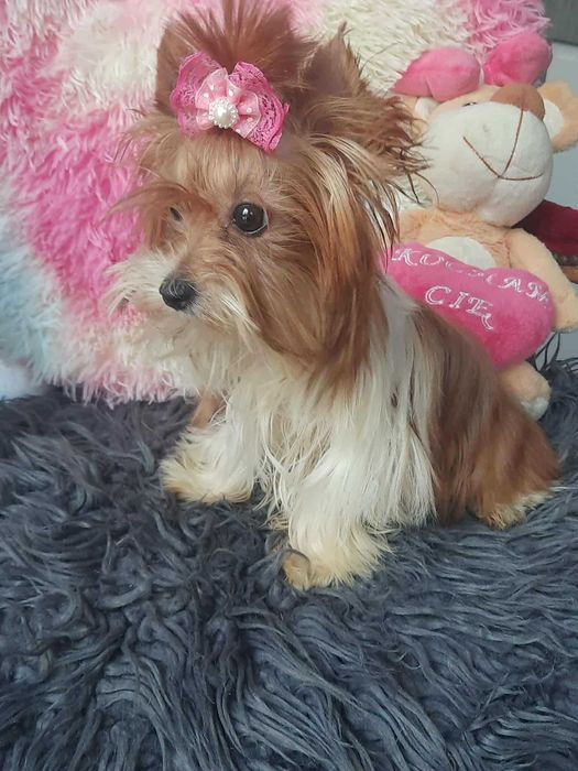 White ocean pearl Yorkshire terrier miniaturka suczka paszport