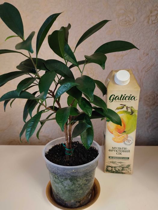 Кімнатні рослини Фікус мікрокарпа