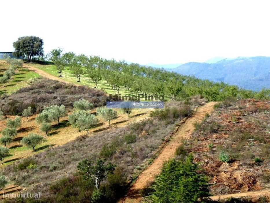 Terreno agrícola 110.000m2 para plantações novas. Portugal, Alfânde...