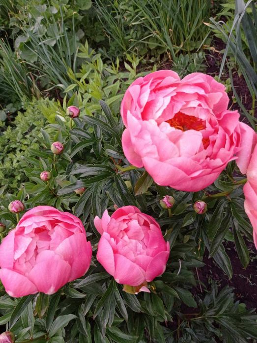 Продам саджанці різних квітів