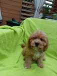 Pudel toy cavapoo piesek
