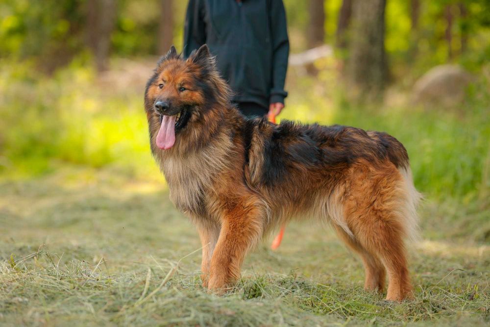 Rocky , około 5 letni owczarek do adopcji z fundacji