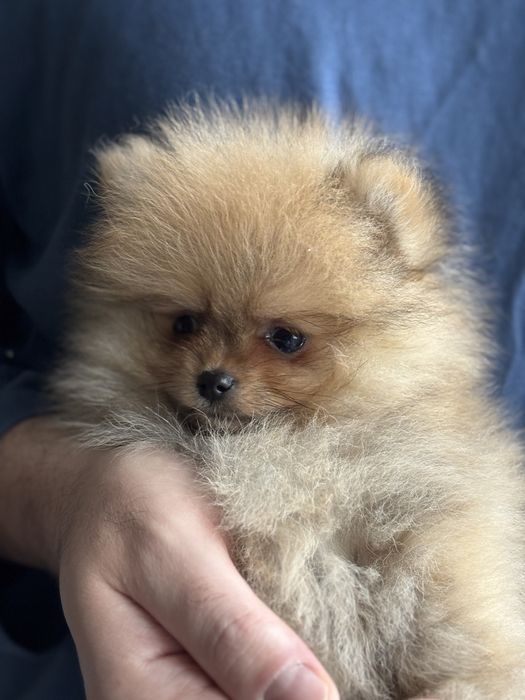 Ексклюзивний міні померанський шпіц хлопчик