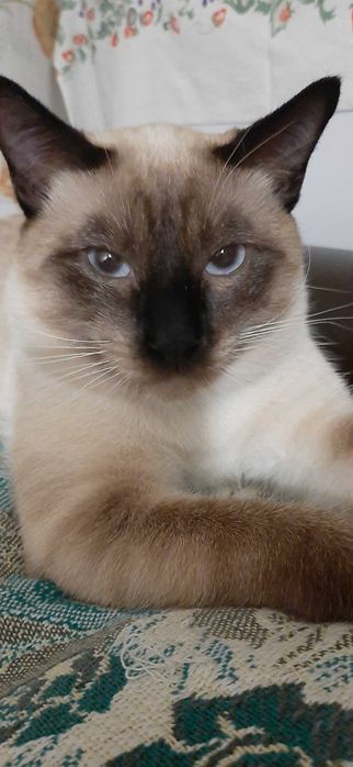 Вязка тайского кота