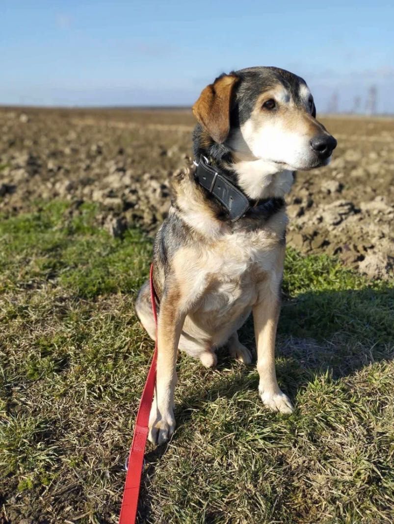 Adoptuj NESTORKA psiego seniora