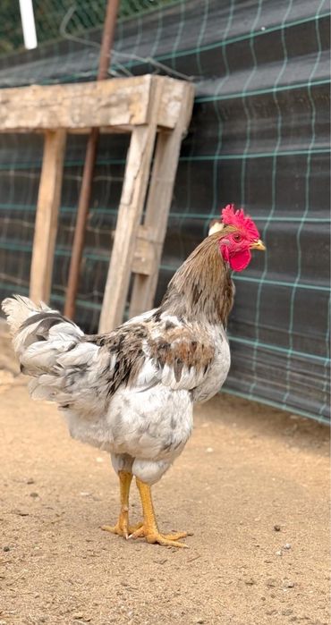 Galo da raça jersey