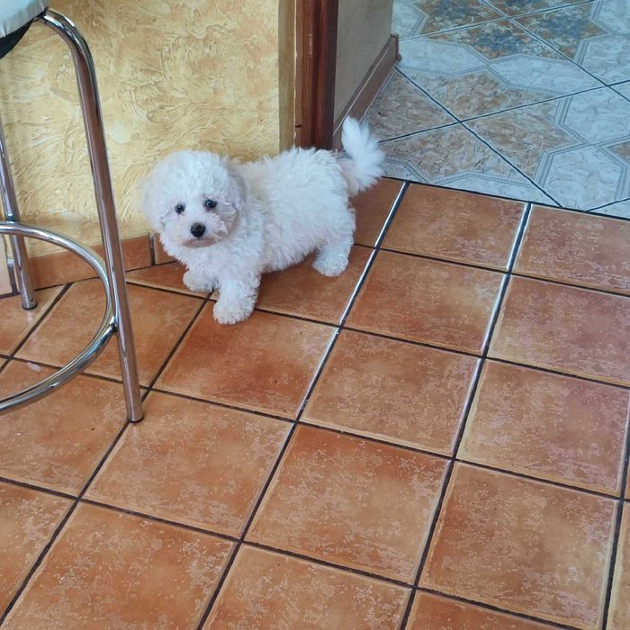 Bichon Frise > piesek.