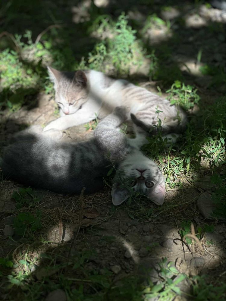 Віддам котики в добрі руки