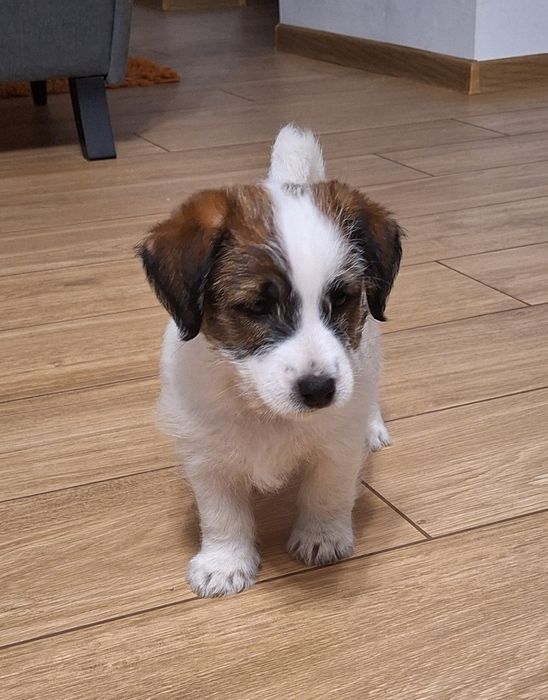 Piesek Jack Russell Terrier