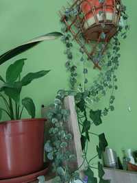 Ceropegia woodii variegata