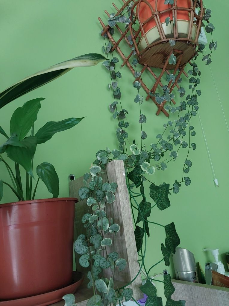 Ceropegia woodii variegata