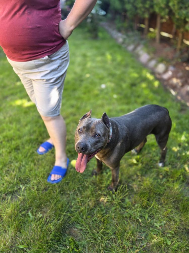 Amstaff Bolek szuka domu!