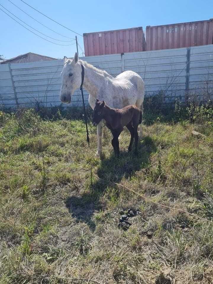 Mae e filha poldra com 10 dias