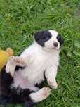 Sunia border collie