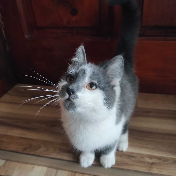 Віддаємо в хороші руки кошеня котика