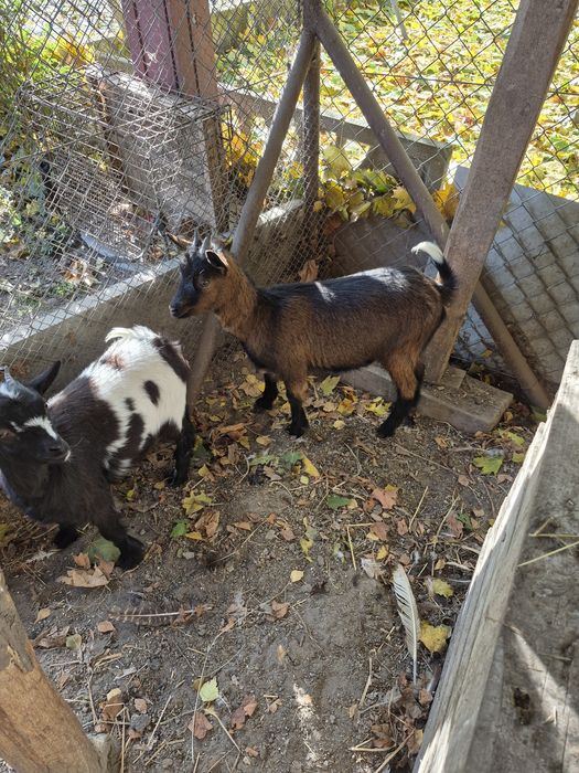 Kozy miniaturowe do ogrodów, zabawy z dziećmi, skubania trawy.