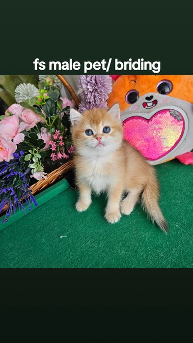 Золотая британская шиншилла кот котята котик хлопчик кіт
