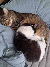 Koty Timon i Aniela do adopcji