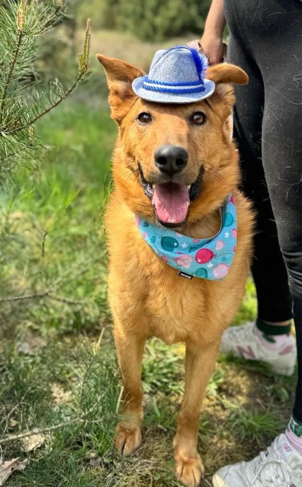 Vigo, troszkę lessie troszkę kundelek - pies do adopcji