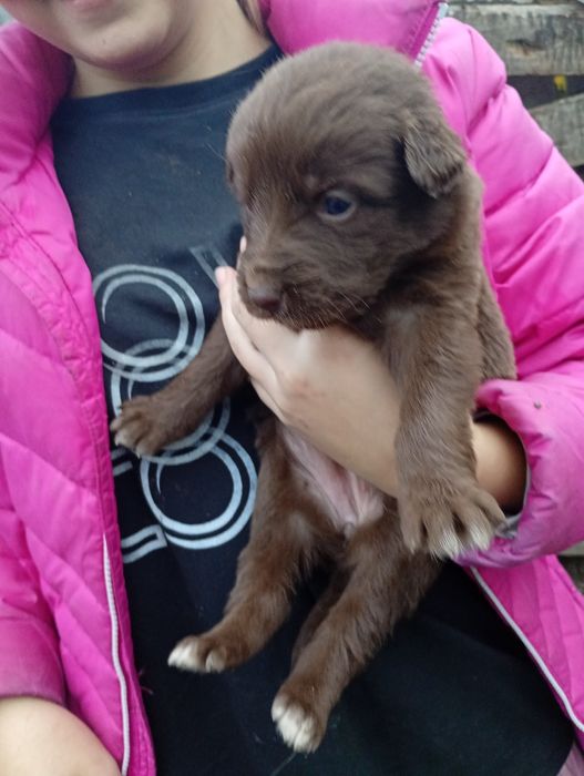 Отдаем щенков бесплатно