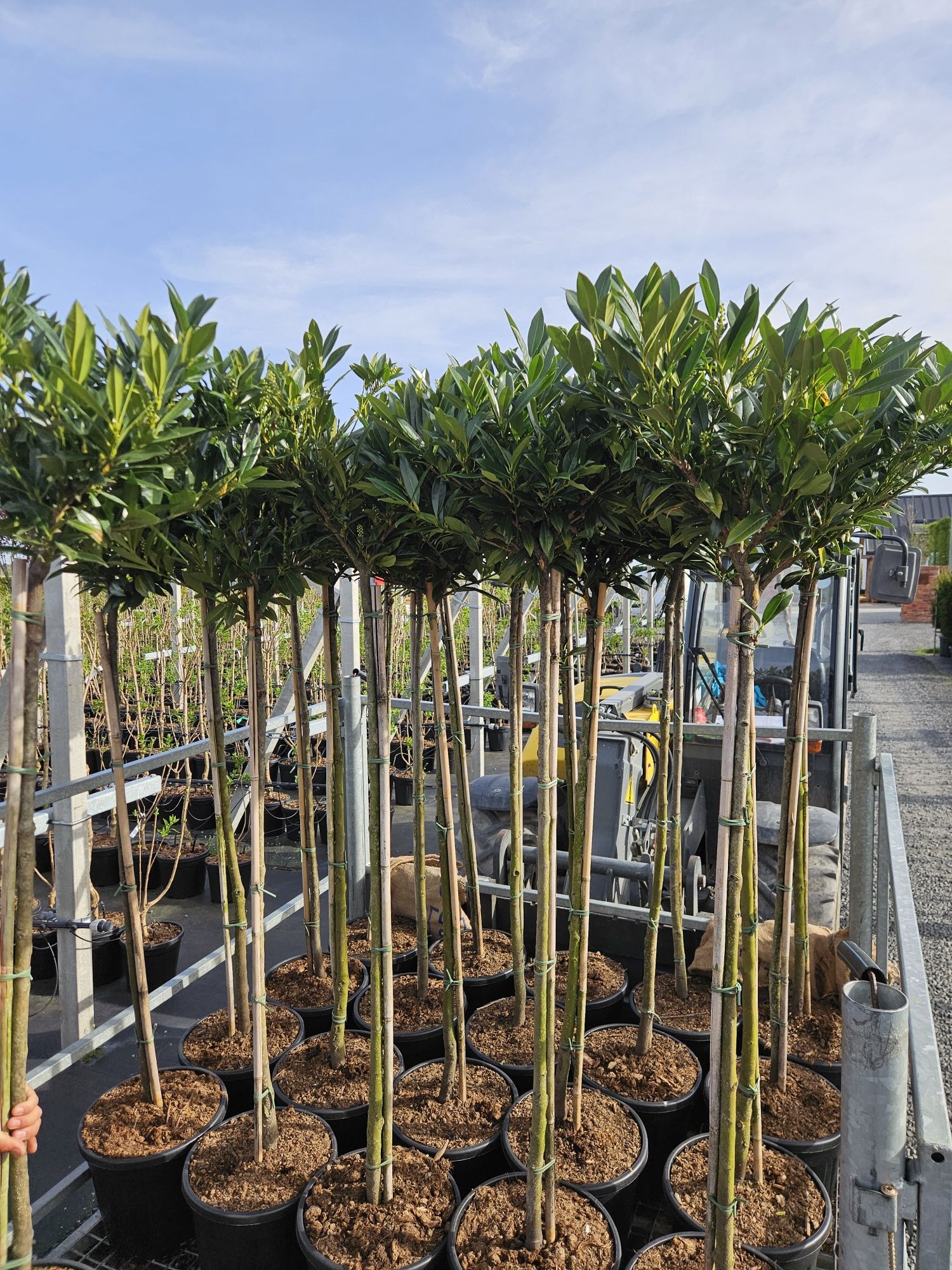 Laurowisnia Nowita Etna Rotundifolia Elly Caucasica 90-100 cm