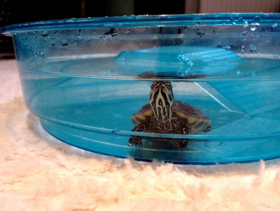 Sprzedam Żółwia Wodno Lądowy Hieroglifowy+ Basen + Karma