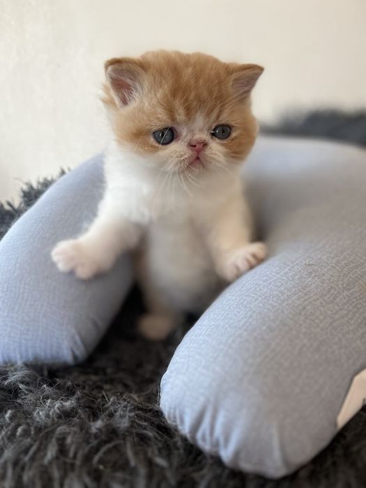 Плюшові екзотики