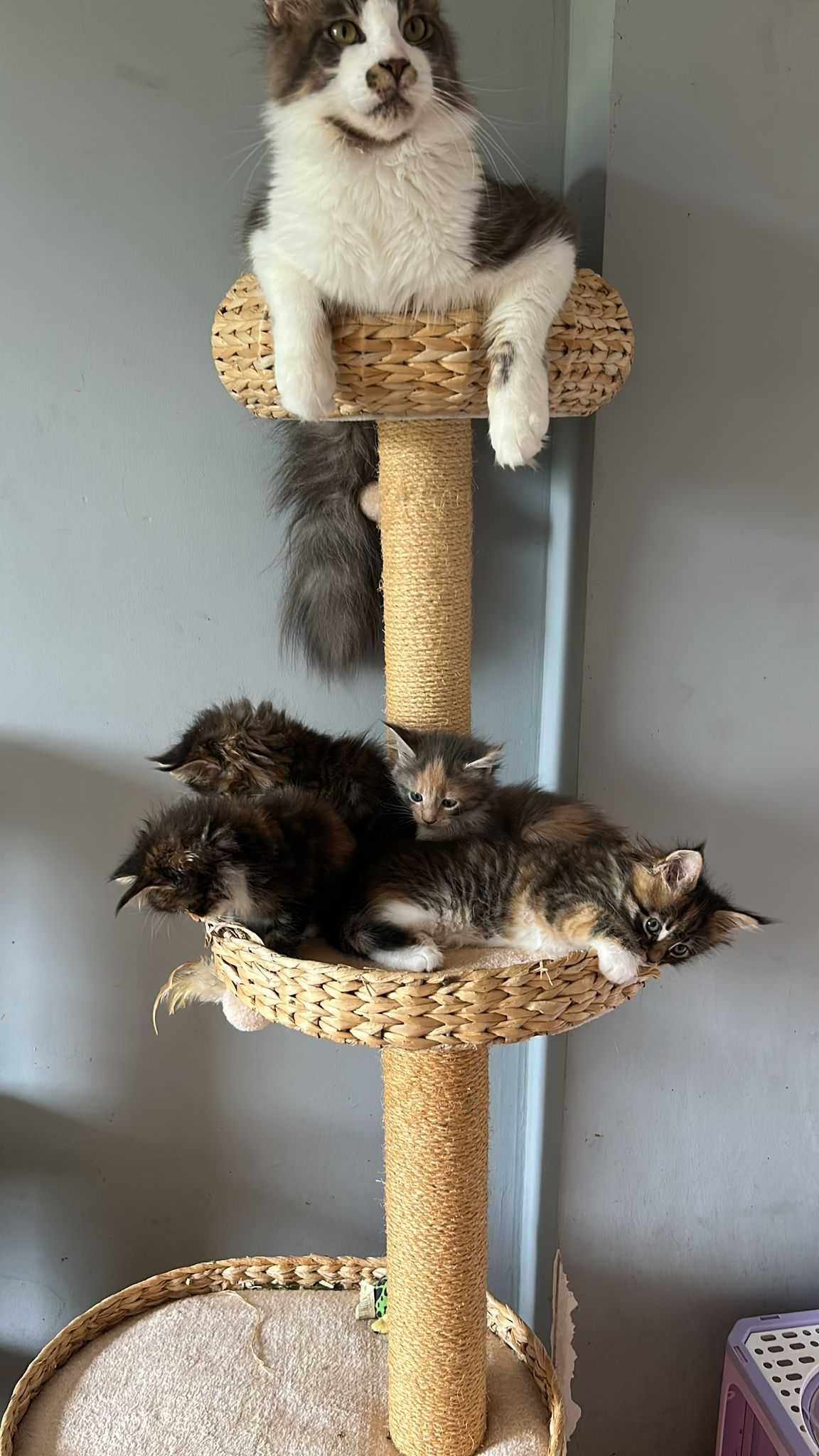 Kotka Maine Coon