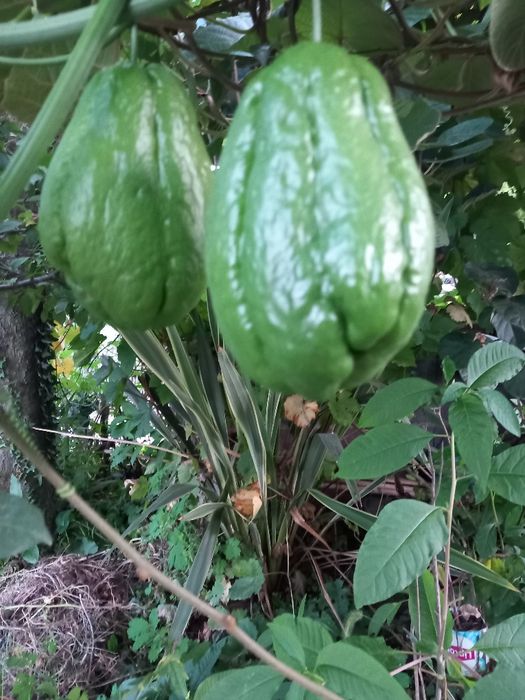Chuchus legumes biológicos
