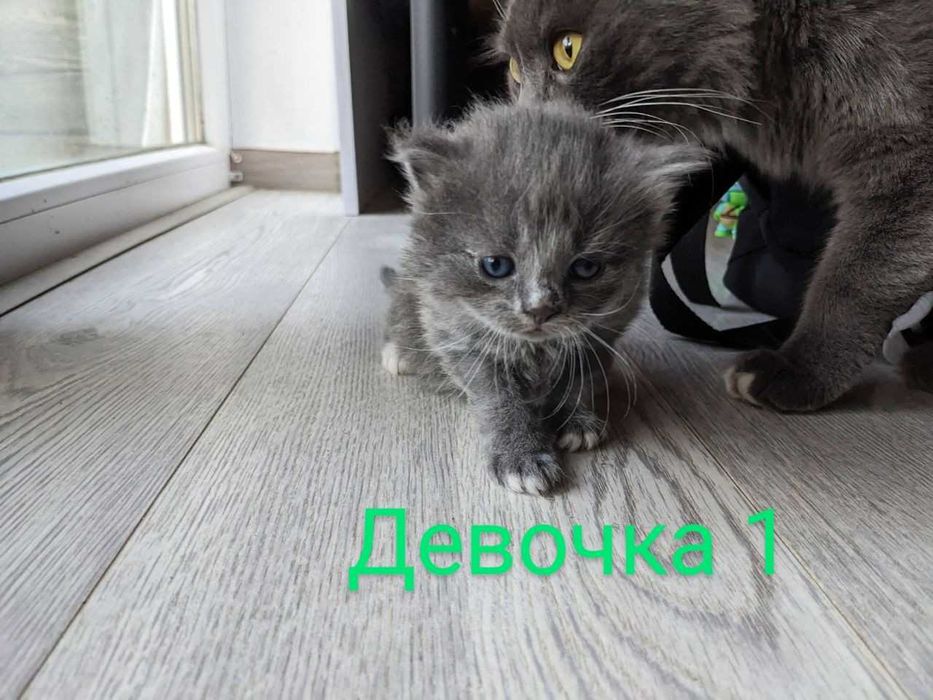 котики  британськи довгошерстні