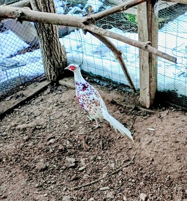 Bażant kogut łowny szek