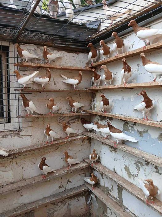 Sprzedam gołębie żółte/czerwone